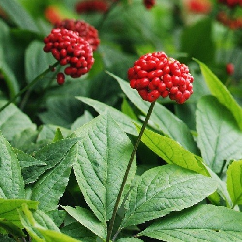 Premium American Ginseng Seeds – Stratified Woodland Botanical – Harvested 2025