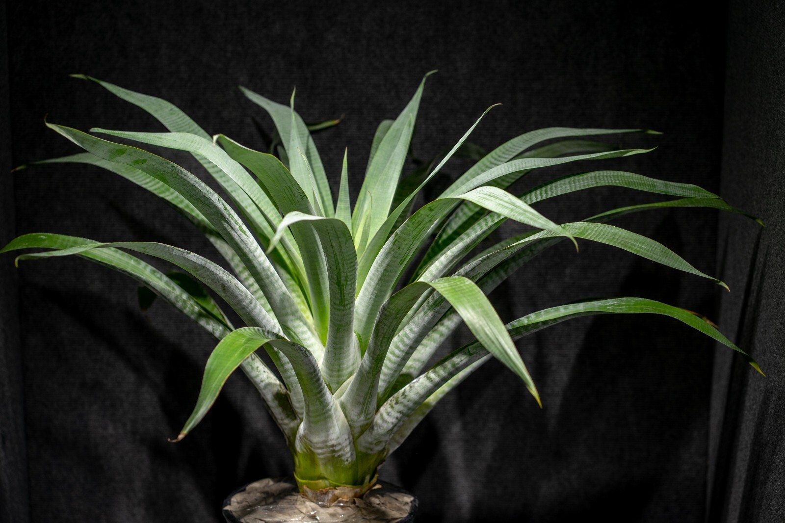 Alcantarea Odorata Pot 9″