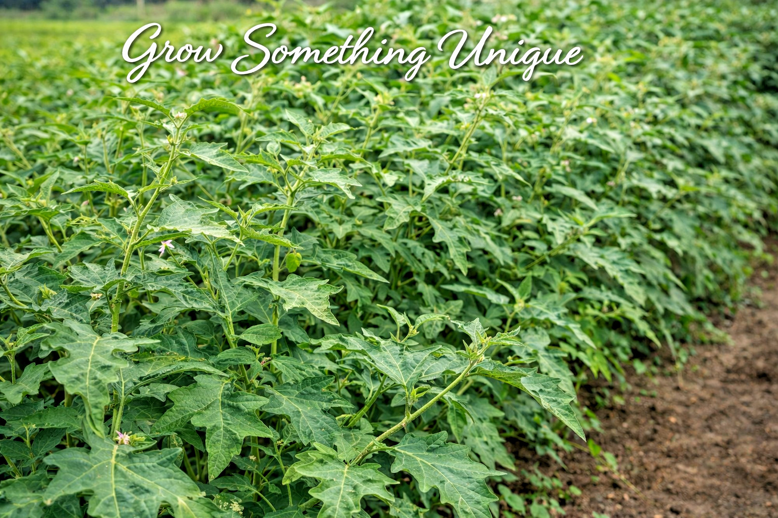 20 Brazilian Eggplant Jilo Comprido Verde Claro Seeds, Heirloom, Non-GMO, USA