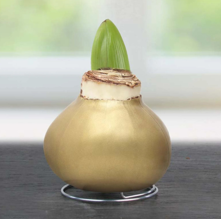 Gold Waxed Amaryllis Bulb with Stand, No Water Needed, Blooms 4-8 Weeks