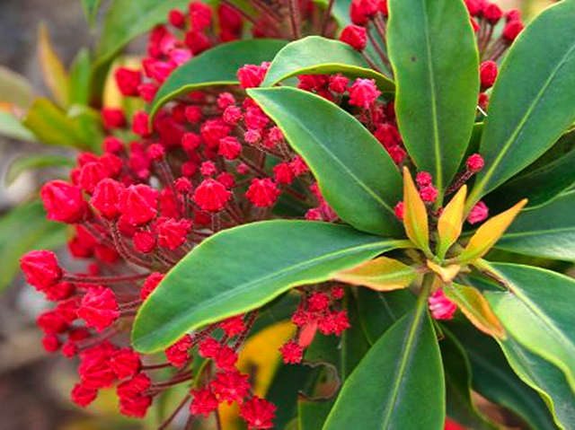 Mountain Laurel Shrub, Kalmia Latifolia, Seeds (Showy Evergreen)