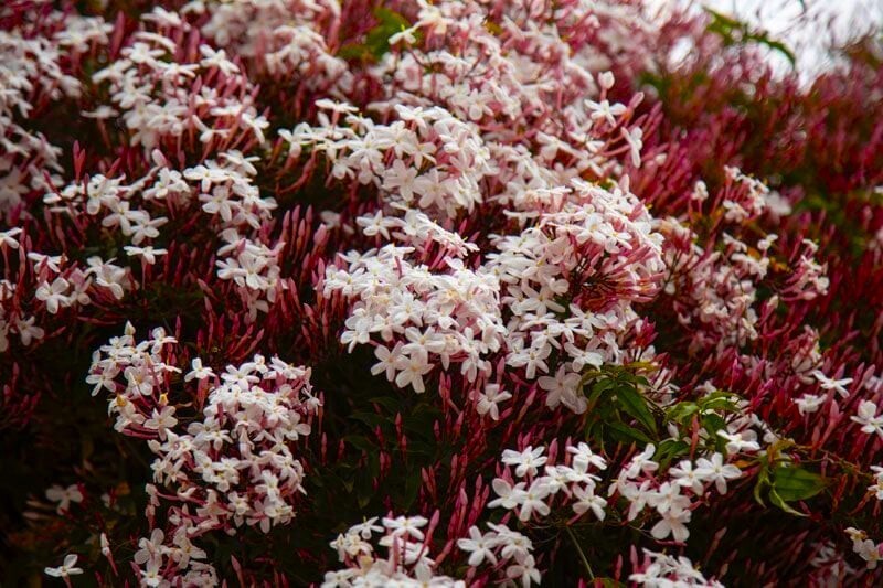 PINK JASMINE~Jasminum Polyanthum~~Rooted STARTER Plant~Extremely Fragrant