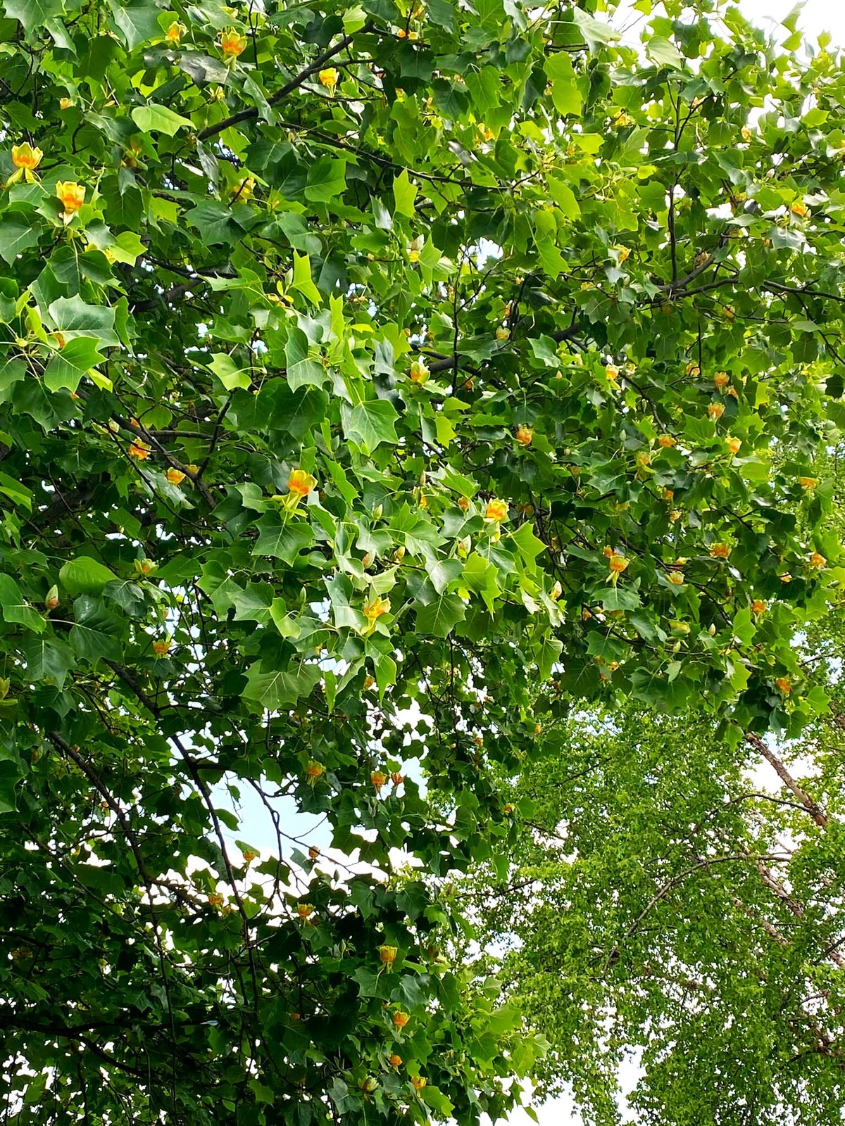 Tulip Poplar Tree Seeds – For 2026 Planting Tallest Fast Growing Flowering