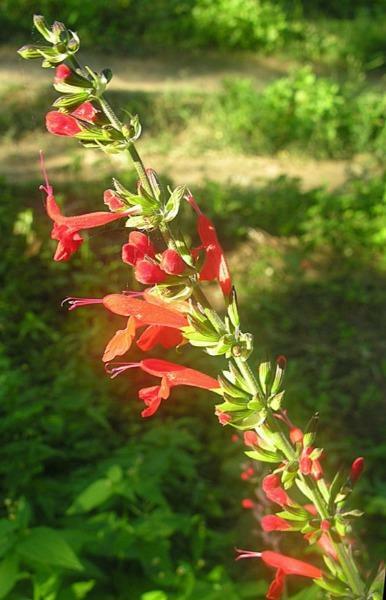 Salvia coccinea | Scarlet or Blood Sage | Hummingbird Salvia | 100 Seeds