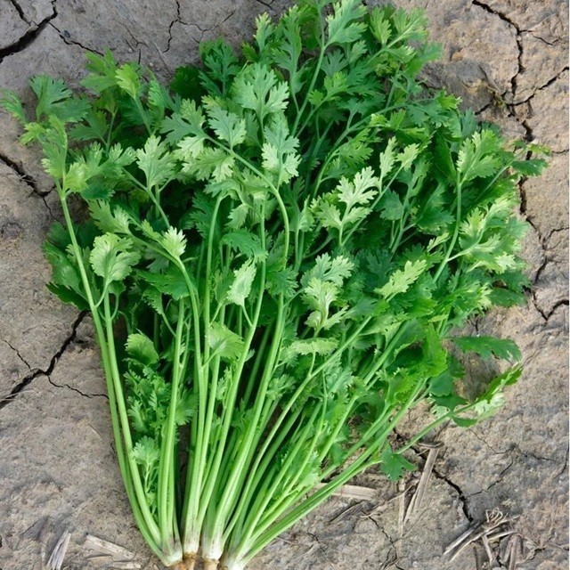 200+ Cilantro / CORIANDER Seeds | Heirloom – Non-GMO | Herb Seeds – USA SELLER