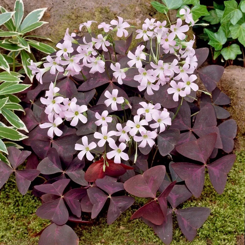 Oxalis triangularis aka “Purple Shamrock” Bulbs