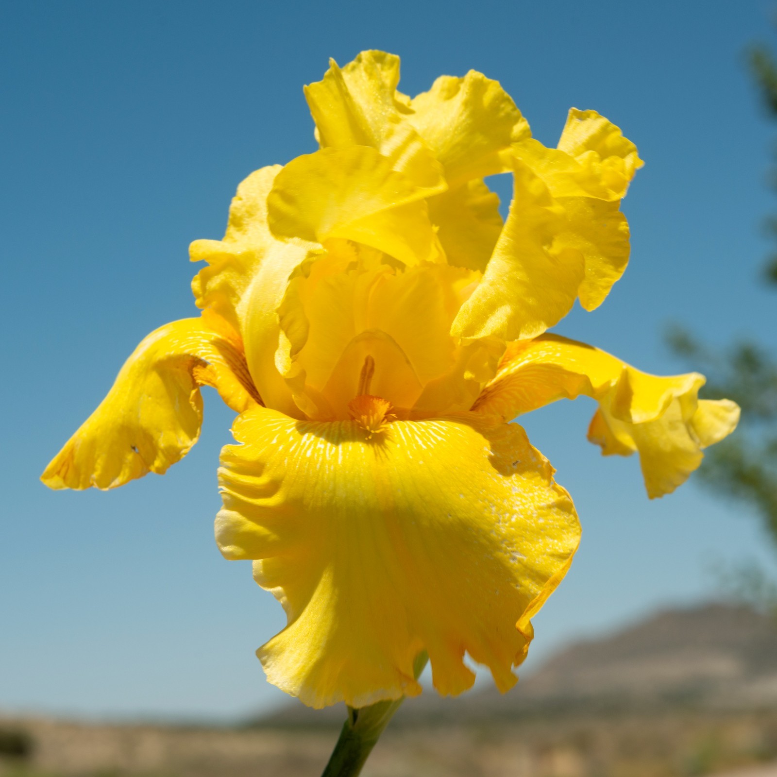 **BEST & BRIGHTEST** Tall Bearded Iris. Pre-Order, Combined Shipping: Jul – Sep