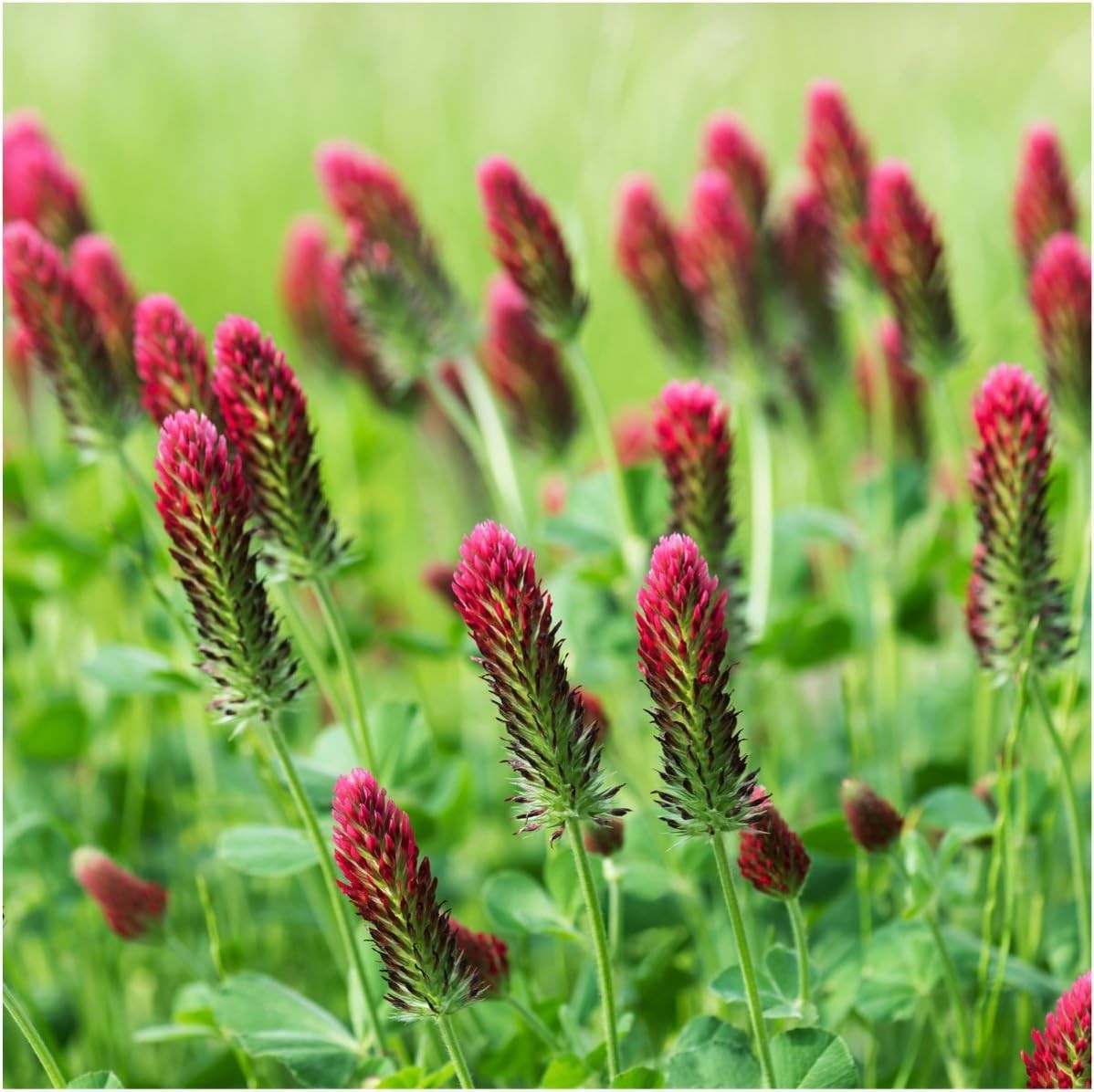 Attract Pollinators with 12,000+ Crimson Clover Seeds – Ideal for All Zones