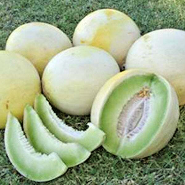 Melon Seeds – Green Flesh Honeydew – Organic – Heirlooms. 1.gram