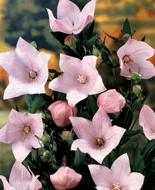 Pink Balloon Flower Seeds, Heirloom Perennial Flower Seeds, Unusual Blooms 50ct