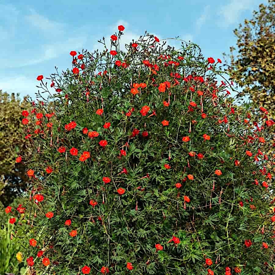 50 STAR GLORY SEEDS Cardinal Creeper Vine Flower Plant Butterflies Hummingbirds