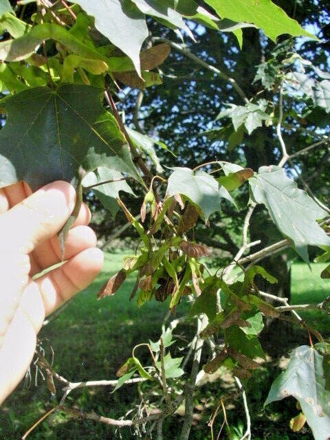 15 SCHWEDLERS NORWAY MAPLE SEEDS – Acer platanoides ‘Schwedleri’ ‘