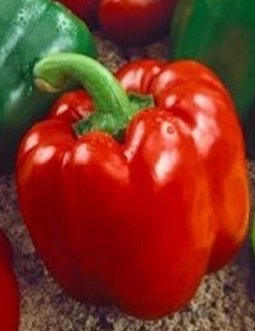 60+ Keystone Resistant Giant Bell Pepper Seeds – Non-GMO