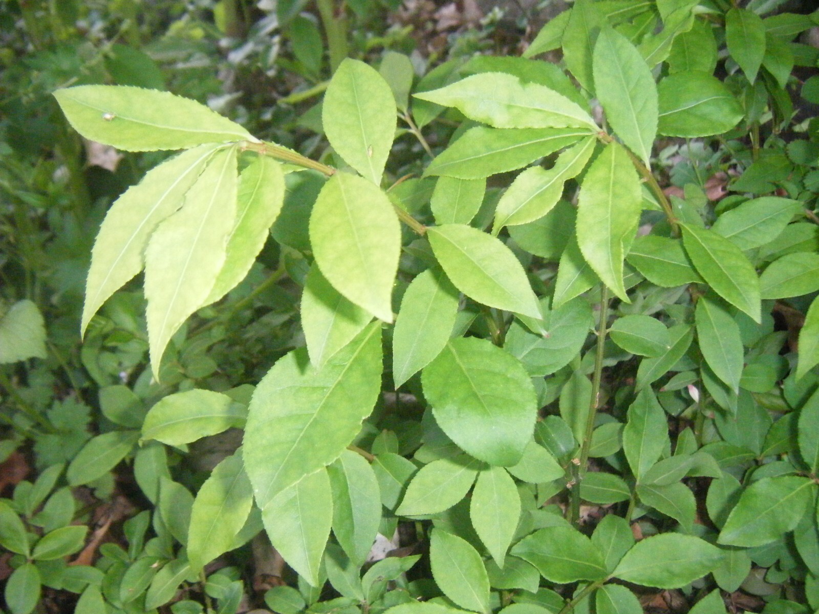 3 Red In Fall Burning Bush Shrubs Plants Beauty Heart PLANTS 1 to 2 foot TALL