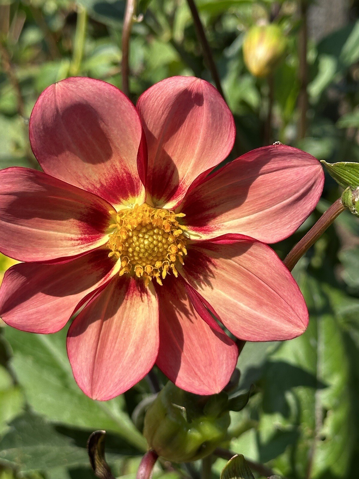 75+ DAHLIA SEEDS Open Pollinated XLNT Germination **Shipping US ONLY**