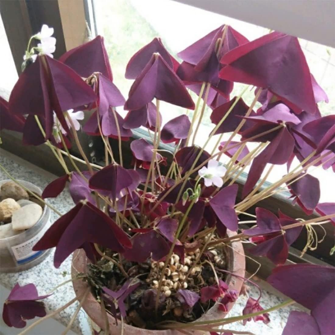 Oxalis Triangularis – 10 Purple Shamrock Bulbs for Indoor & Outdoor Elegance