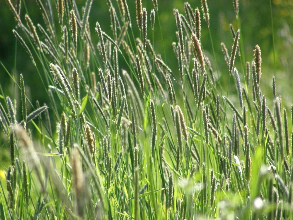Climax Timothy Grass Seeds, 5 Pounds Pack by