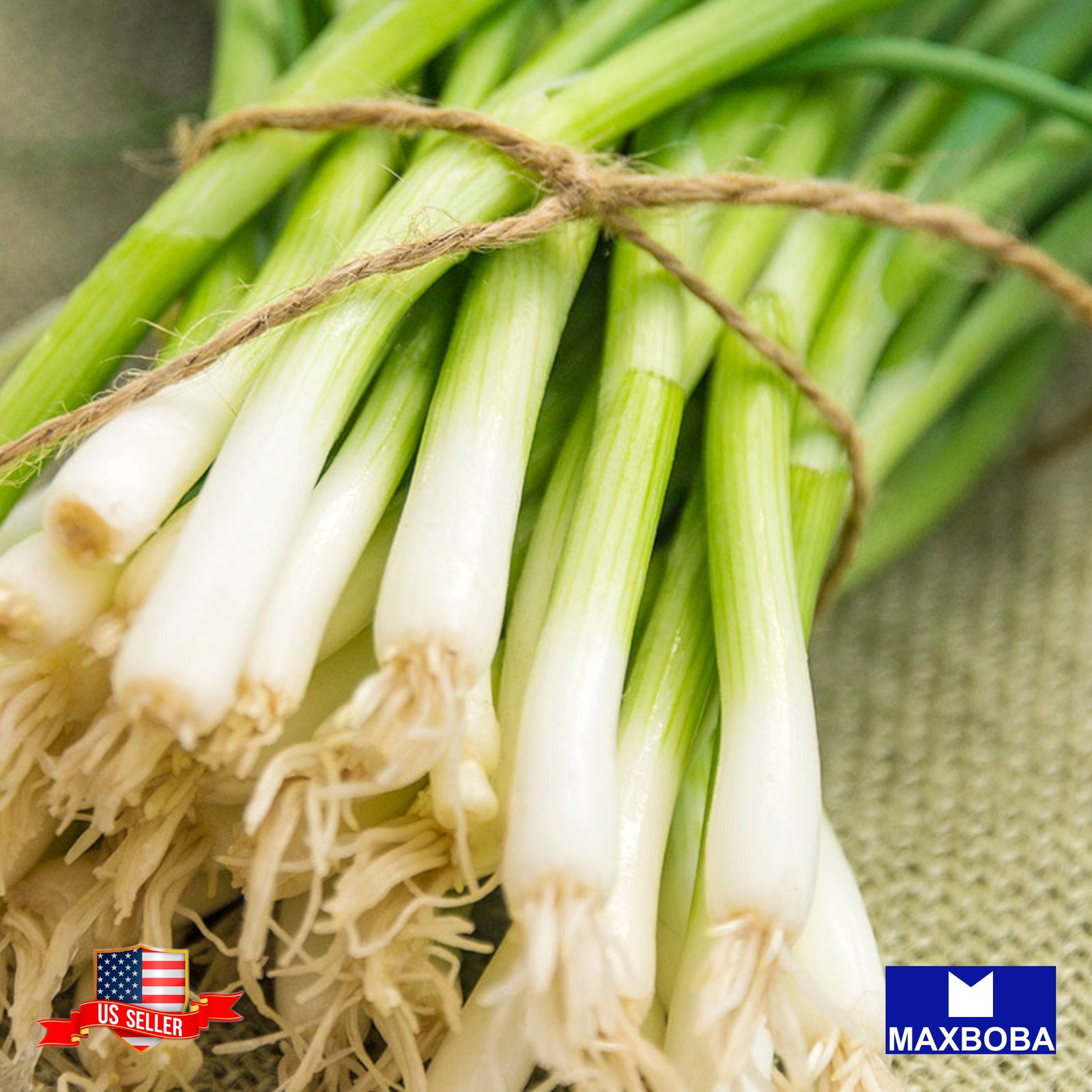 500 Onion Fresh Seeds Nebuka White Non-GMO Heirloom