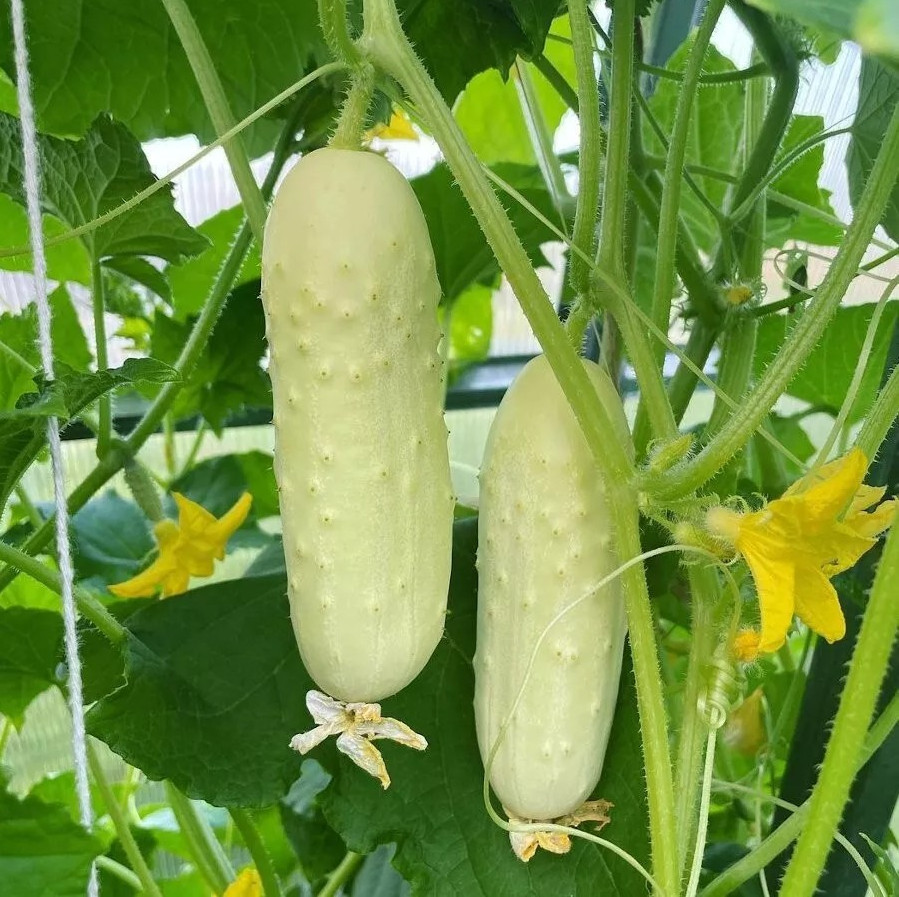 100+ WHITE WONDER CUCUMBER SEEDS – HEIRLOOM – ORGANIC – NON GMO ———– RARE