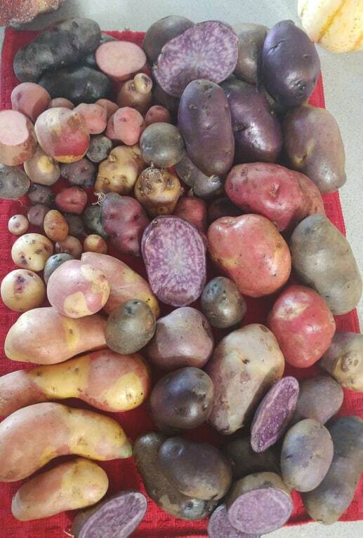True Potato Seeds 50 seeds Organic TPS Purple Red Yellow Color Mix Potato Berry