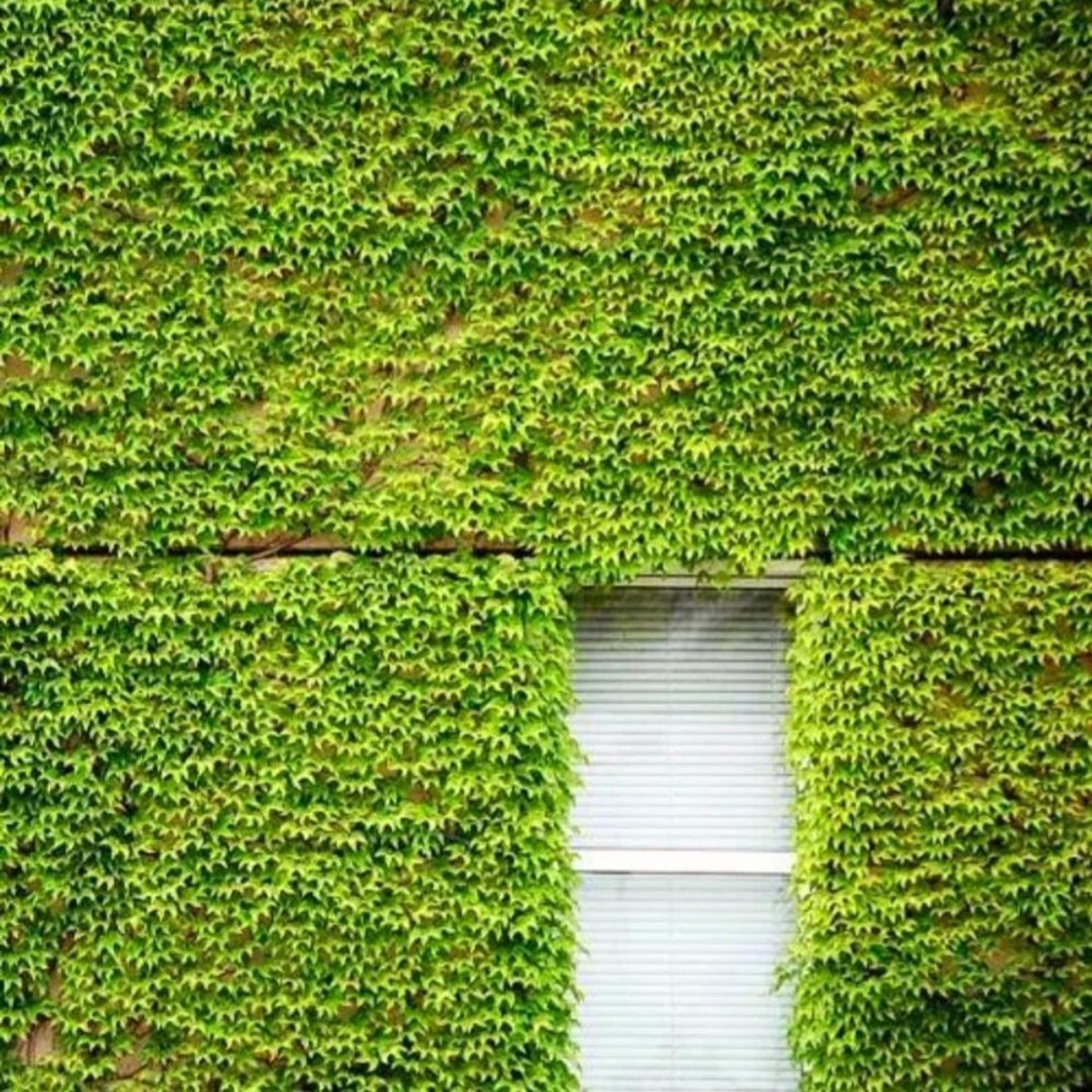 30 Climbing Ivy Seeds for Planting – Easy to Grow Boston Ivy Vine-Fast Shipping