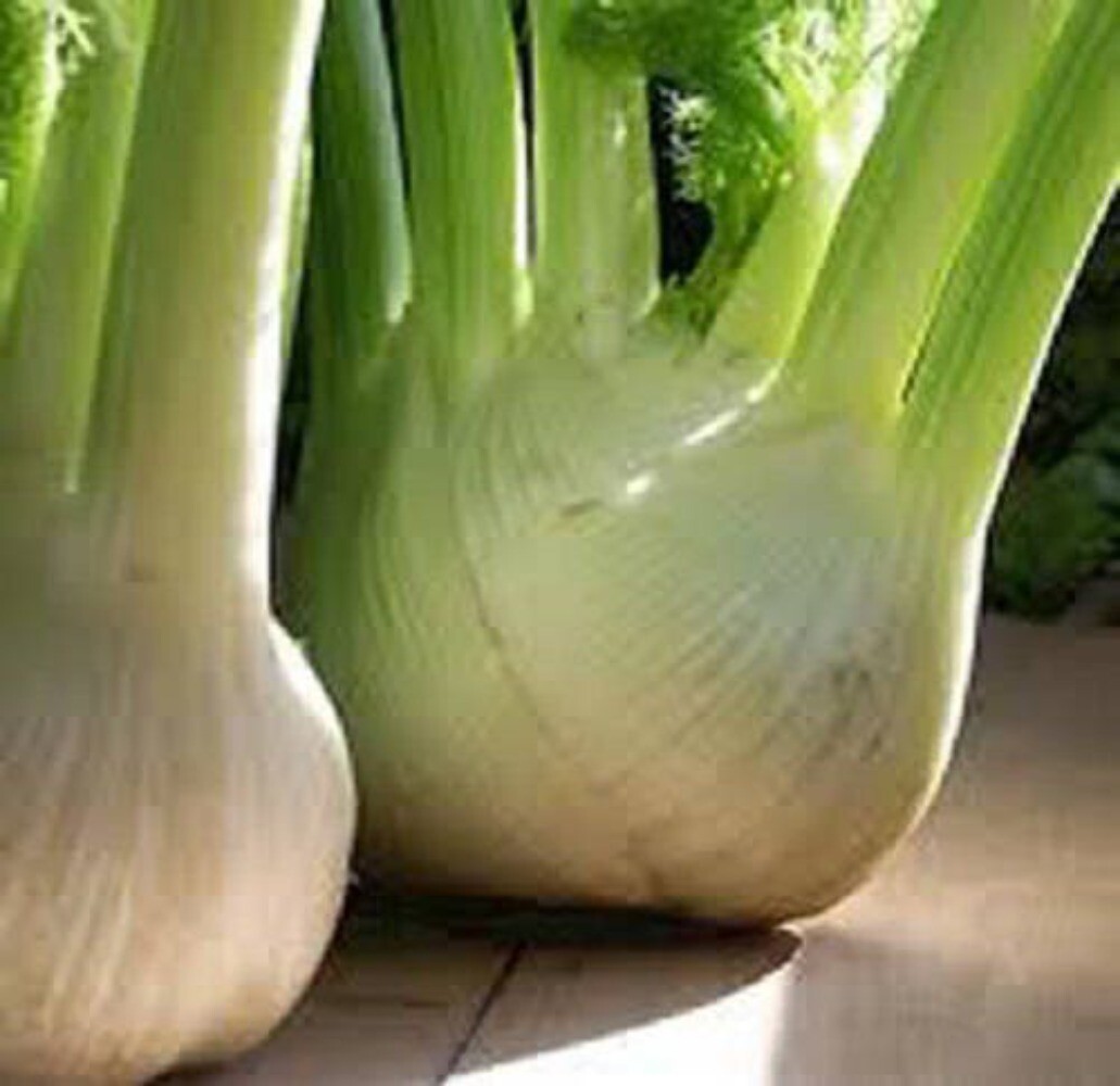 300 SWEET FLORENCE FENNEL Foeniculum Vulgare Azoricum Herb Vegetable Flower Seed