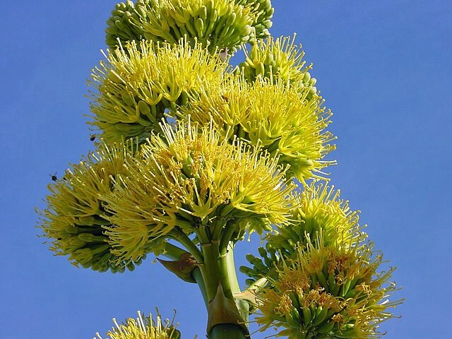 Agave deserti | Desert Agave | 10 Seeds