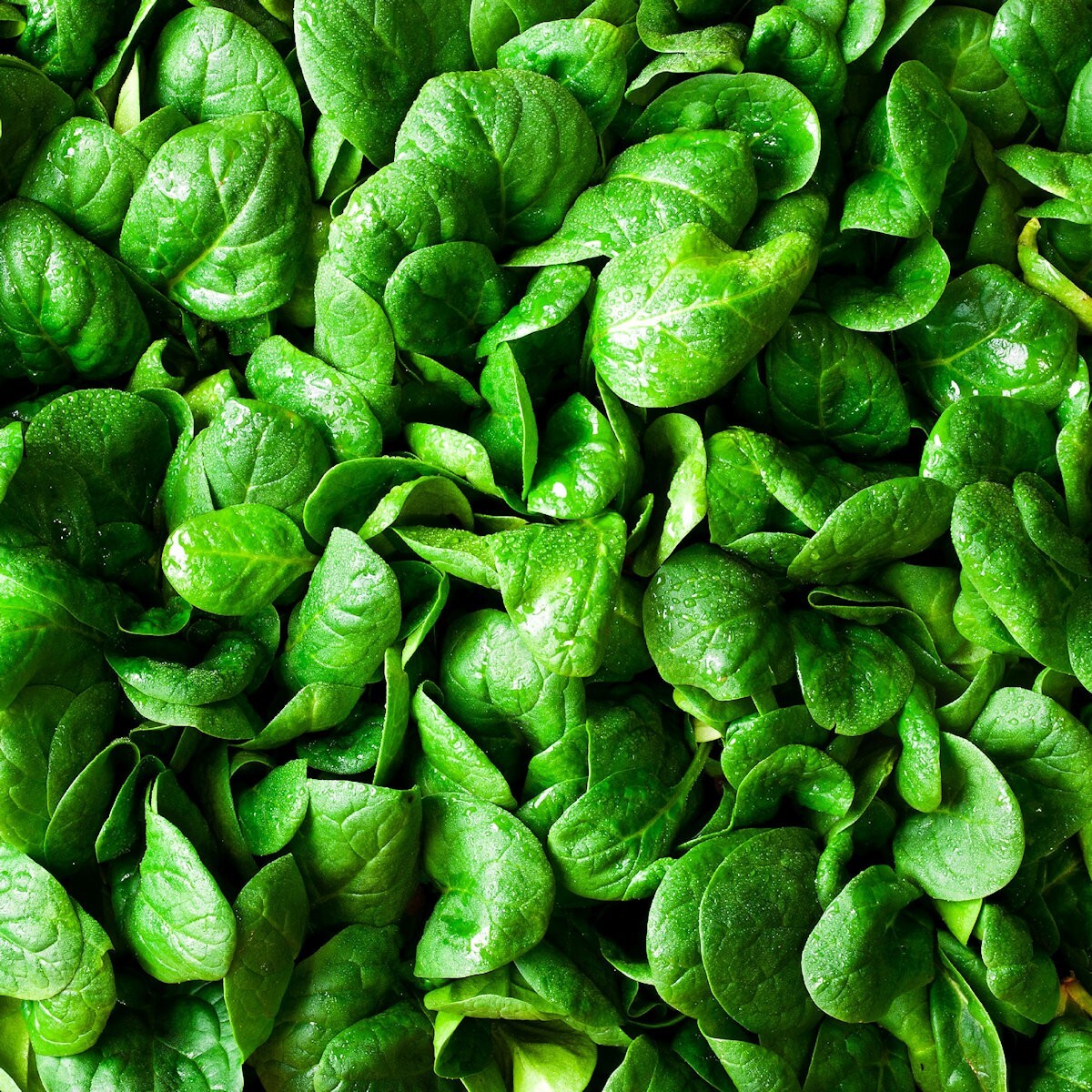 500 Bloomsdale Spinach Seeds – Everwilde Farms Mylar Seed Packet