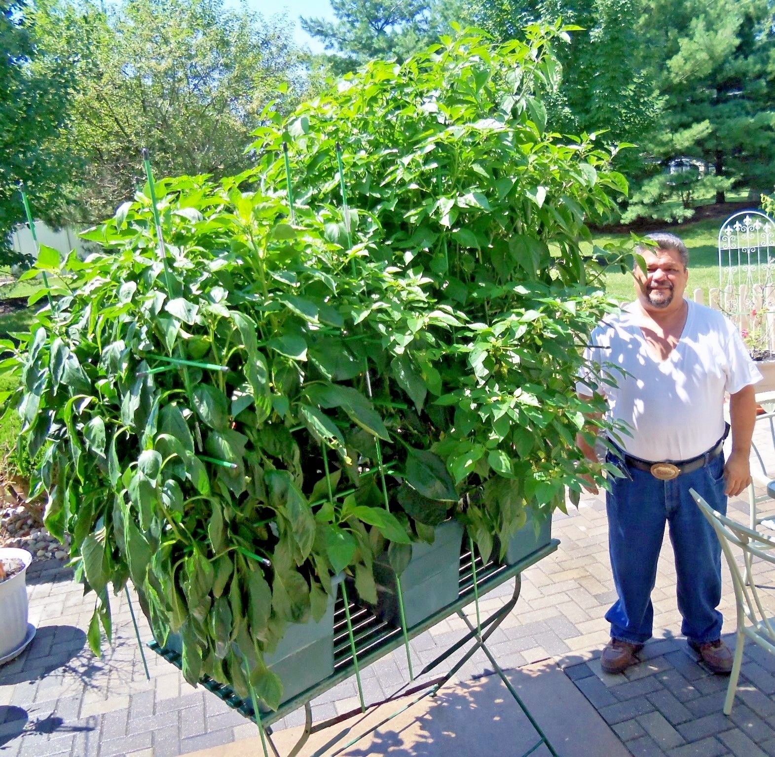 Red Marconi sweet pepper seeds non-gmo Italian heirloom BIG FLAVOR