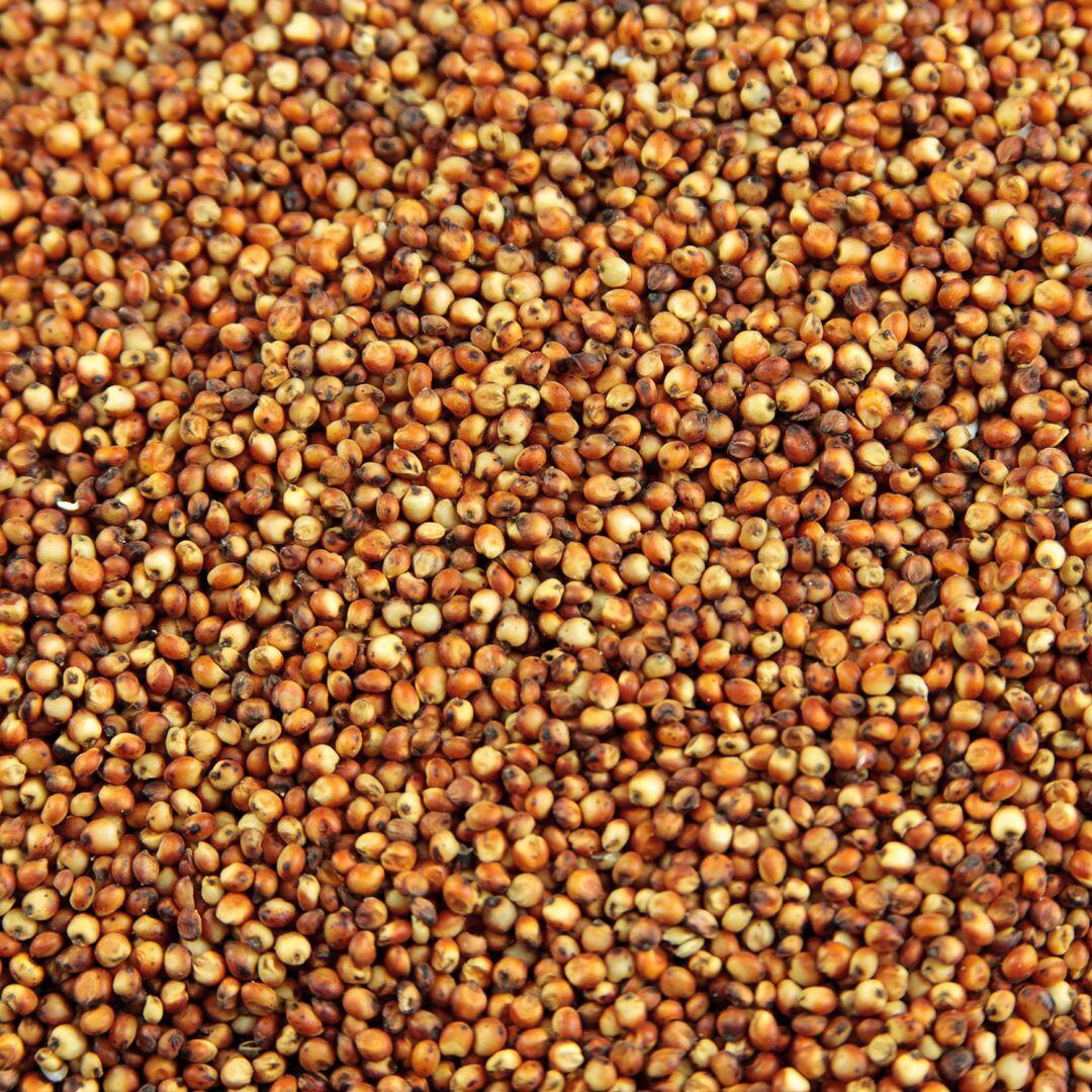 Milo Grain Sorghum Seed