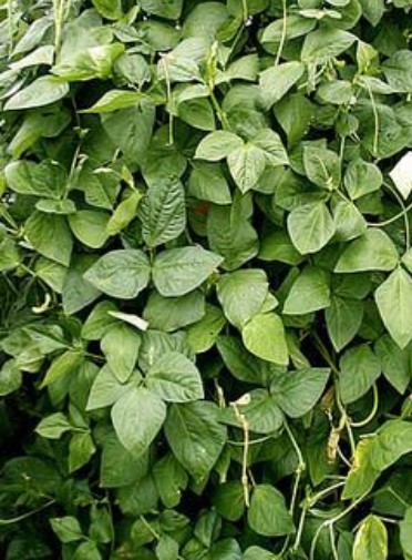 Iron and Clay Peas, (5 Lb. Pack), Cover Crop, Erosion Control, Food Plots