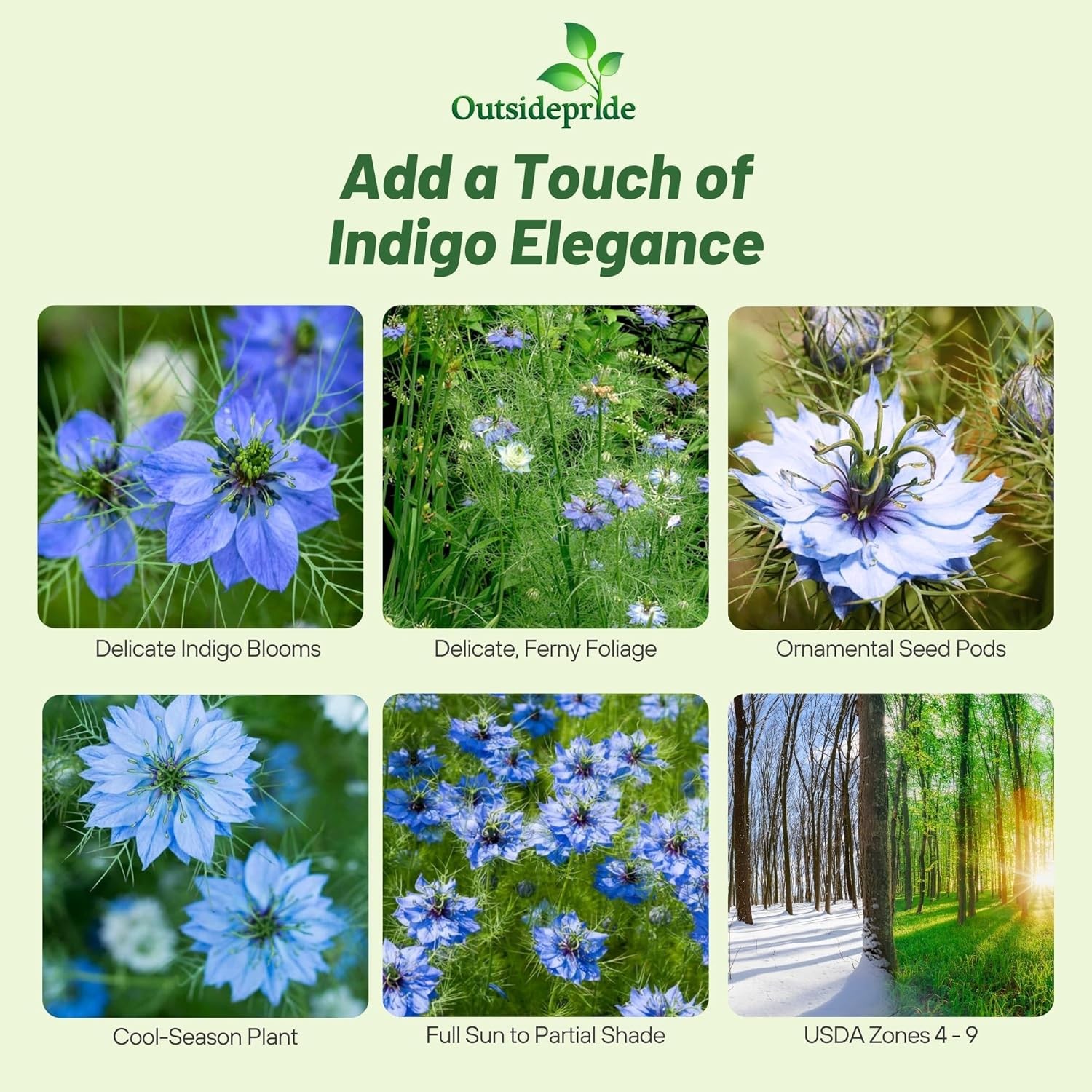 1000 Seeds Nigella Seeds – Blue Love In A Mist Flower Seed