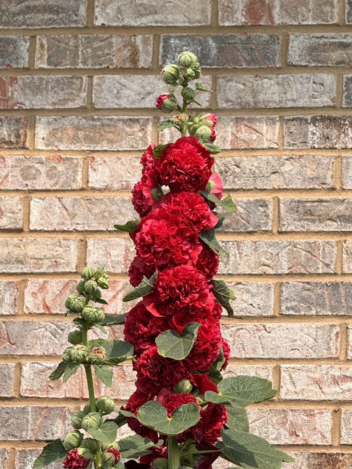 Hollyhock CHATER’S DOUBLE RED Double Blooms Chaters Biennial Non-GMO 30 Seeds