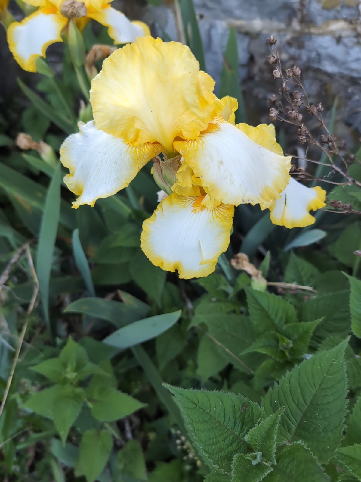 Tall bearded iris~bicolor Yellow/White~vigorous & stunning!~1 Healthy Rhizome