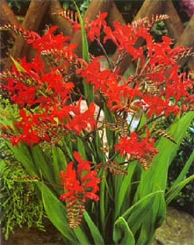 25+ Orange Crocosmia Flower Seeds / Long Lasting Perennial
