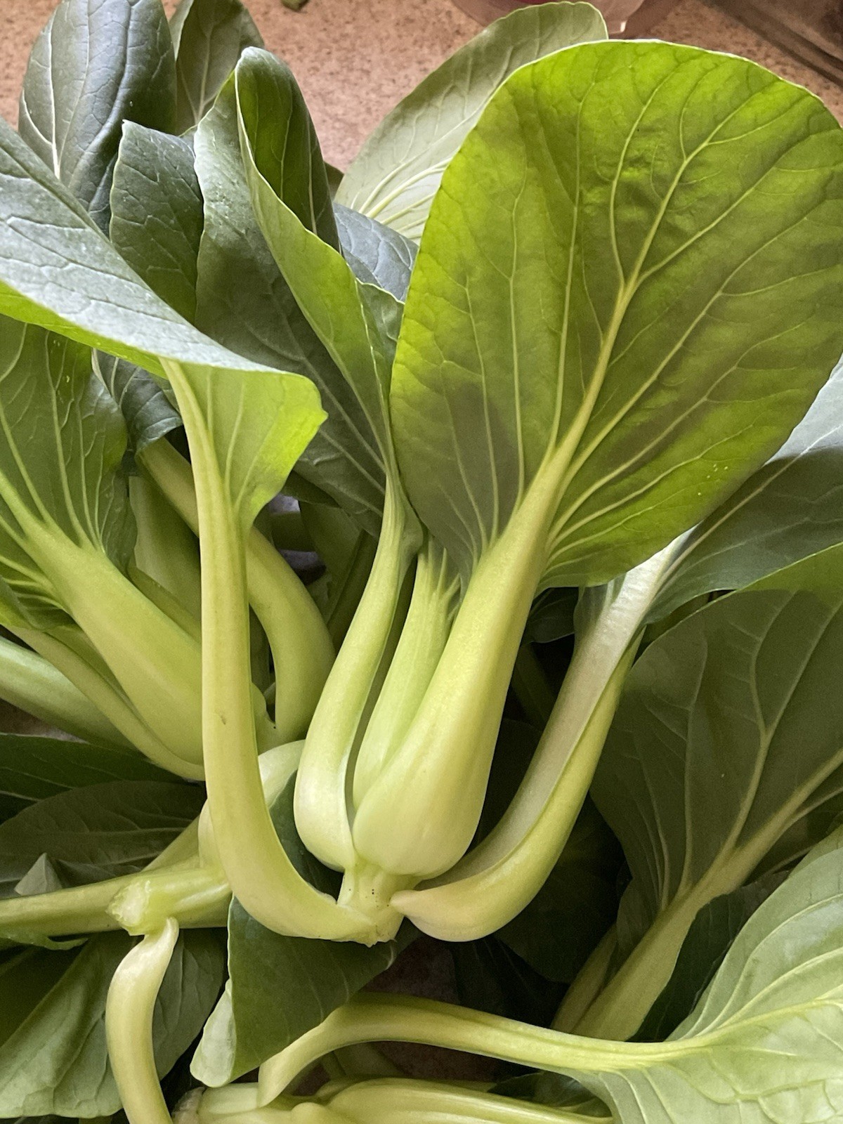 asia suzhou bokchoy seeds, organic (500 seeds)