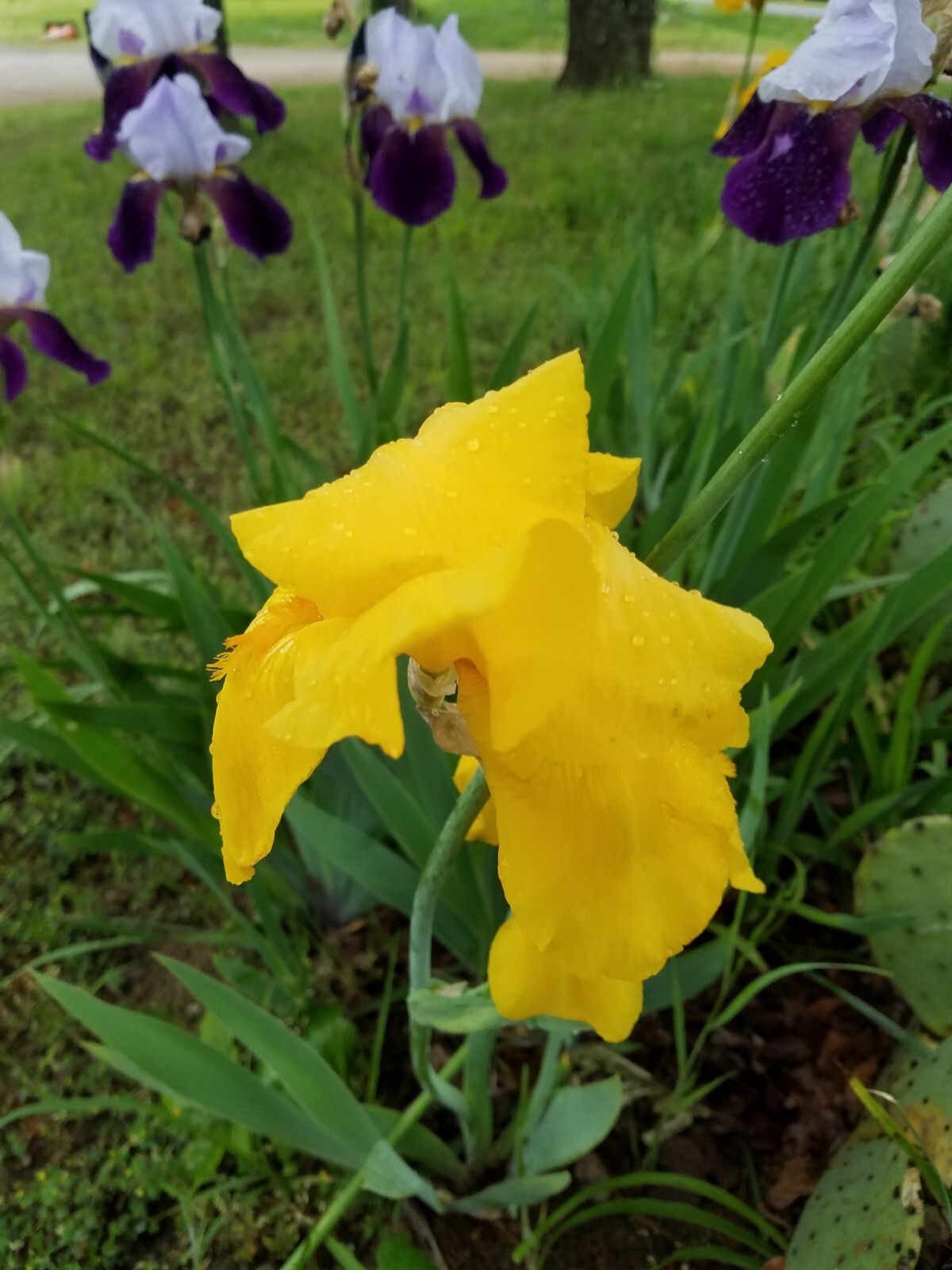 “100 Mixed Variety Bearded Iris– GREAT VALUE• Fresh•Hardy•EASY to Grow