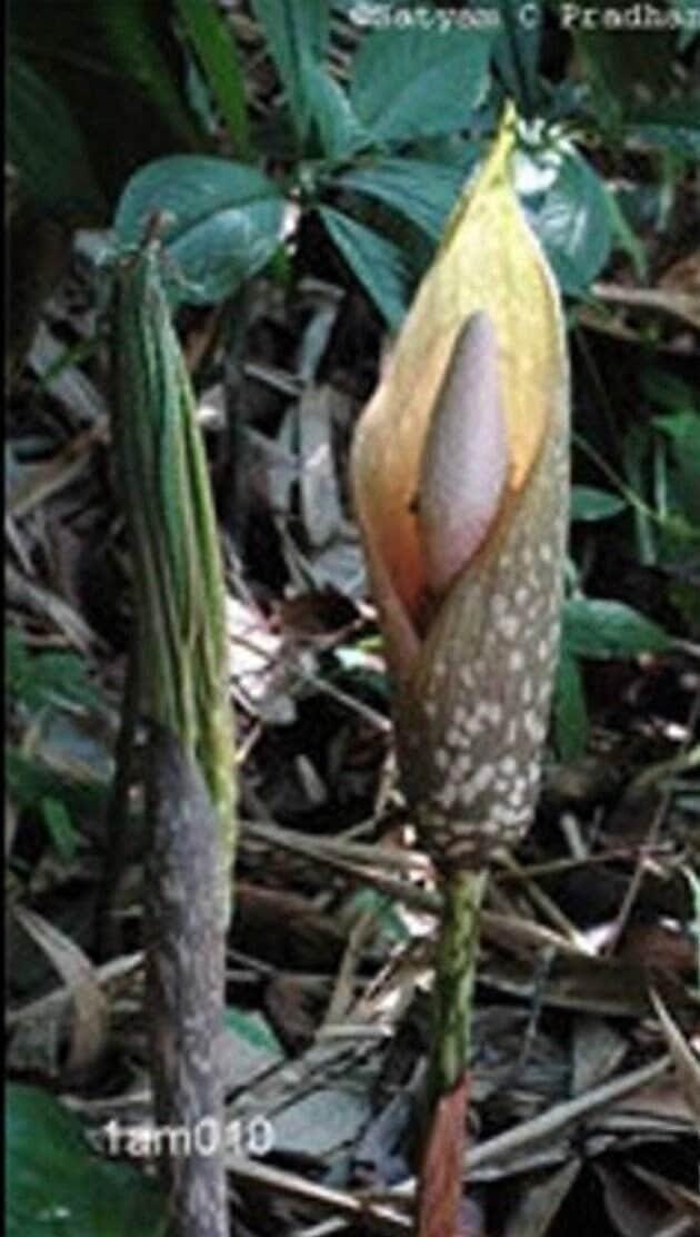 1 “Bulbifer Long Stem” Amorphophallus / Voodoo Lily Bulb 16+ centimeters
