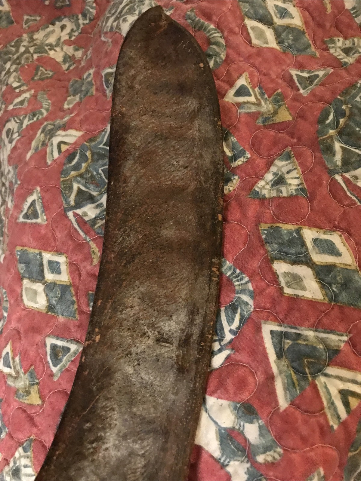 Large, Dried, Seed Pod, Royal Poinciana, Madagascar, 20”, W/Seeds Enclosed