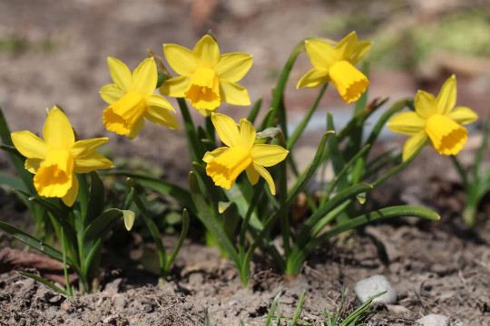 5 Miniature Daffodil BULBS ~ Mini Rock Gardens **FALL Planting