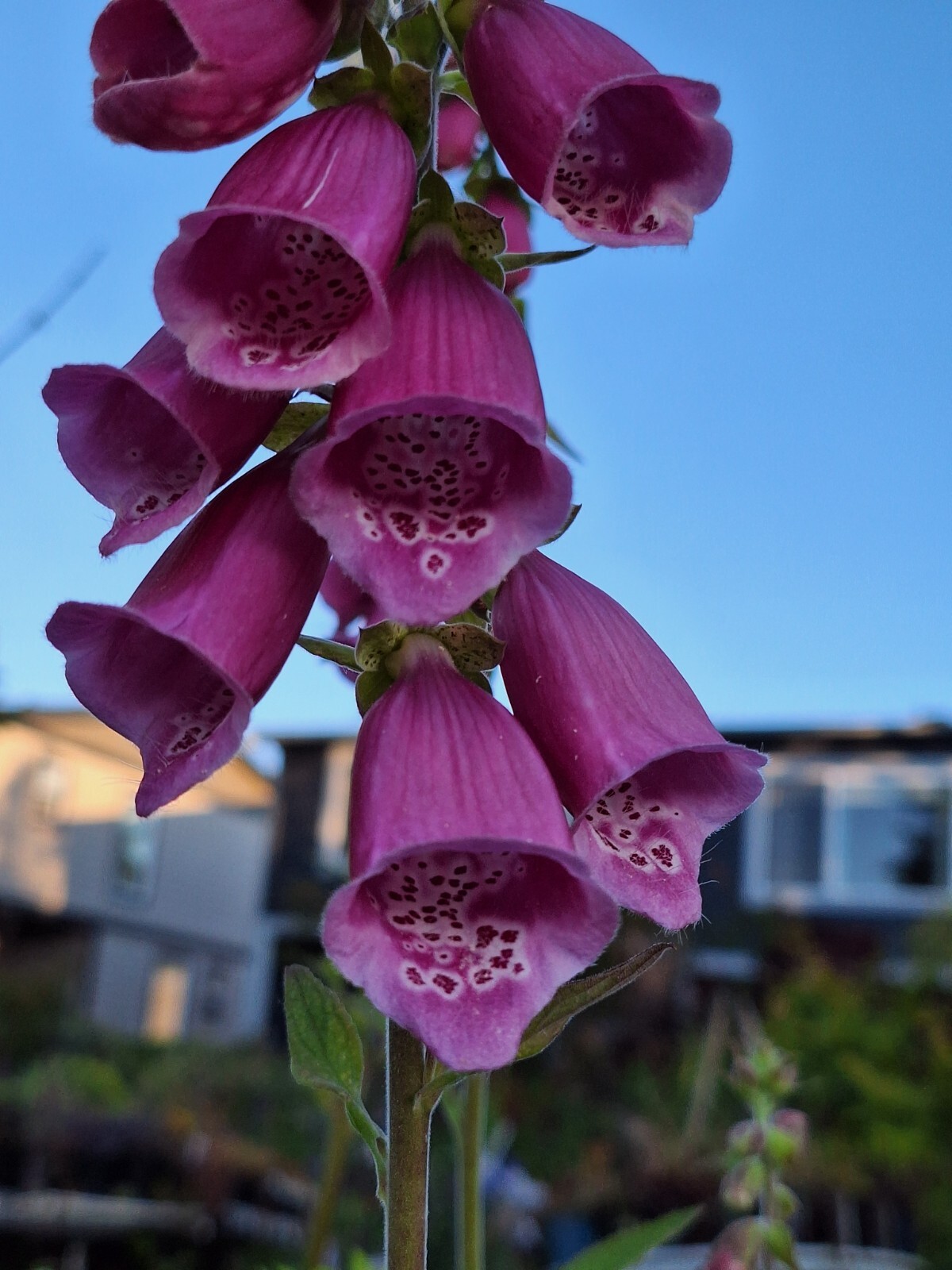 FOXGLOVE 1002 SEEDS DIGITALUS PURPUREA, SPOTTED PURPLE OR WHITE FLOWERS *BULK*