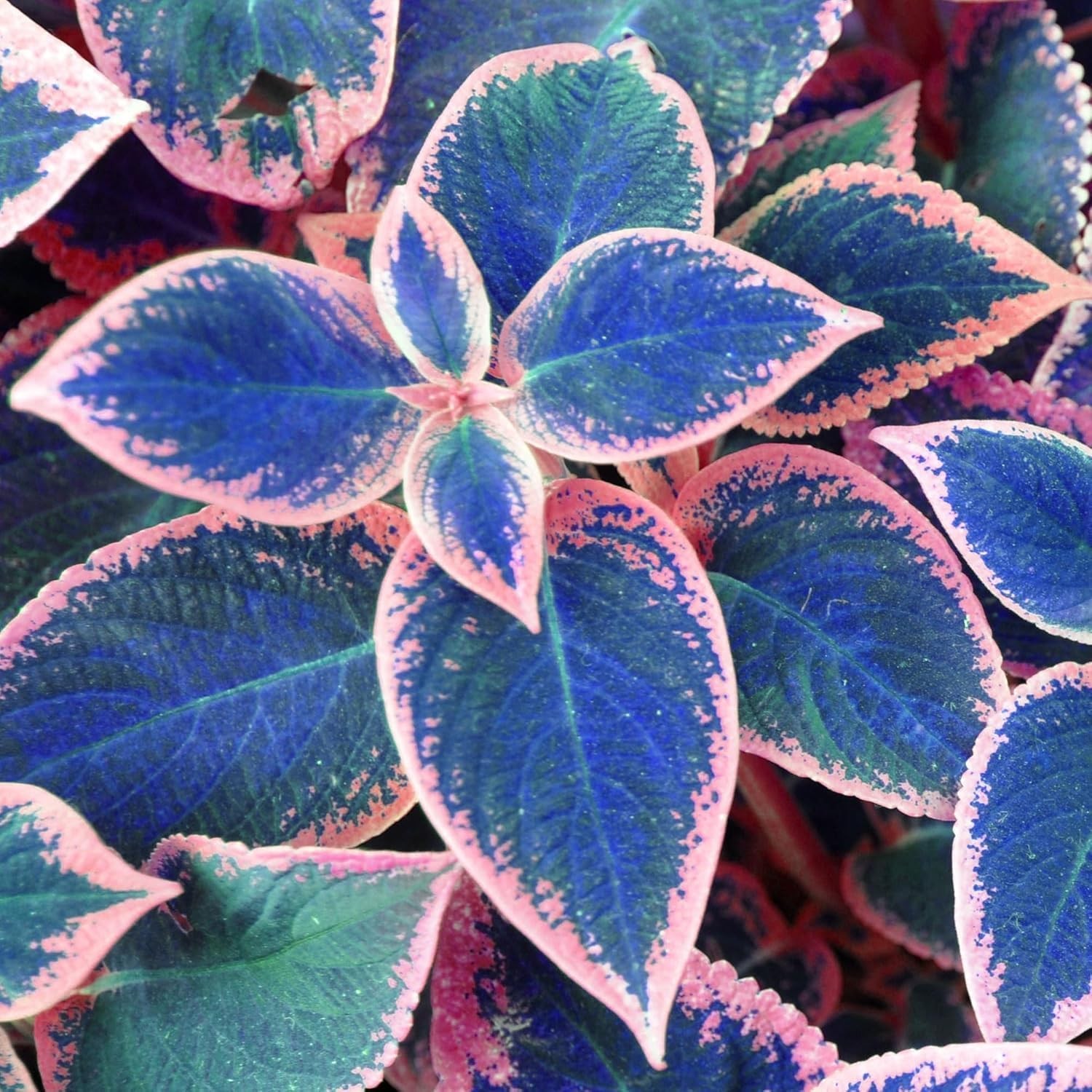 Colorful Coleus Seeds 100 Pack for Indoor & Outdoor Shade Gardening