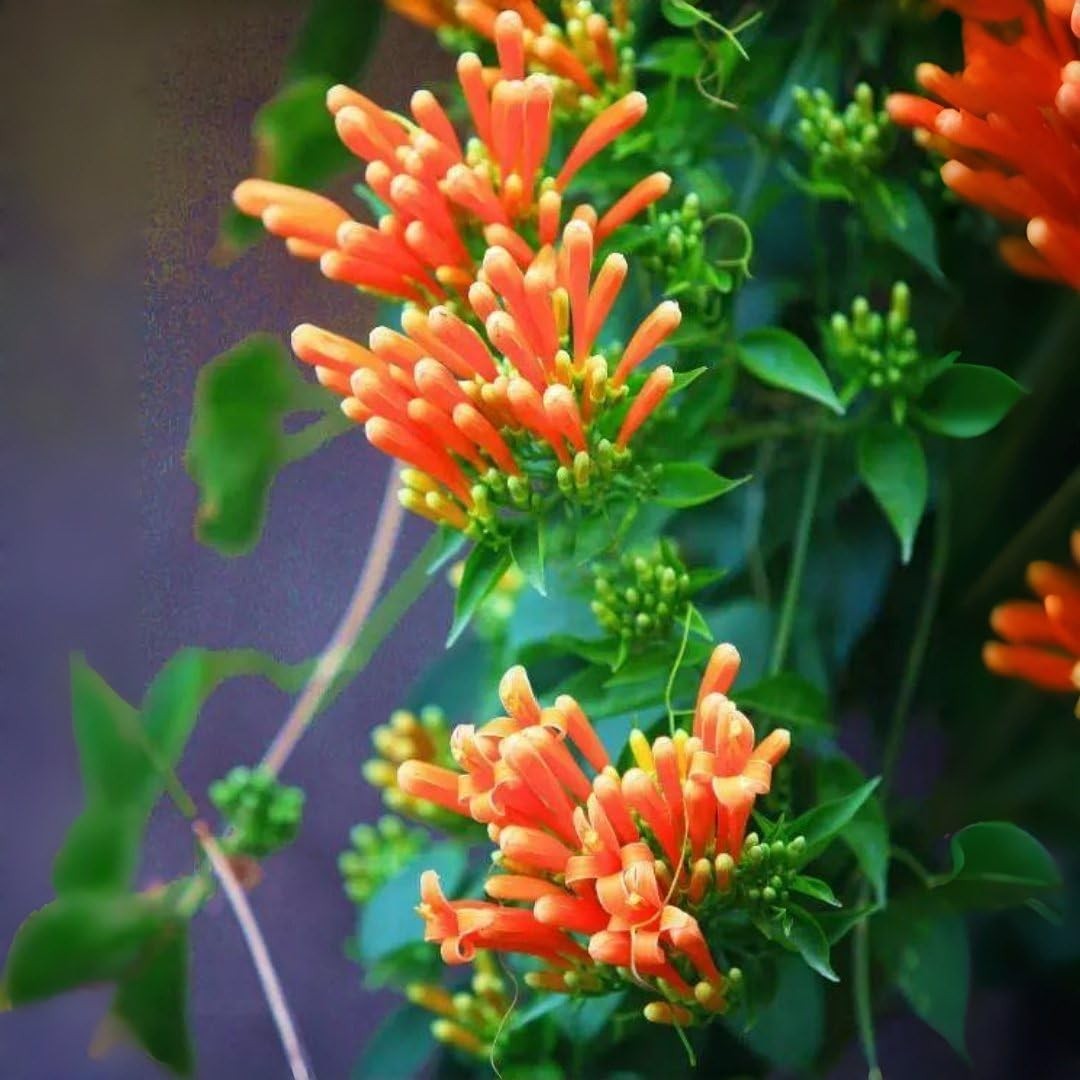 100 Count Pyrostegia Venusta Flower Seeds Firecracker Cigar Plant – Perennial Fa