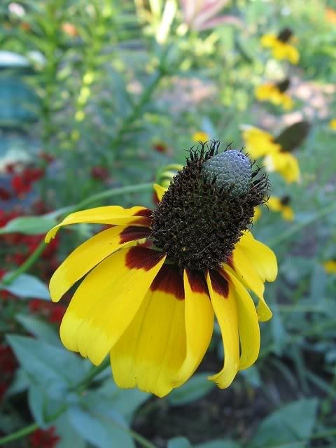 3000 CLASPING CONEFLOWER Rudbeckia Amplexicaulis Flower Seeds *Flat S/H