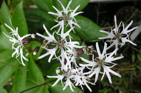 Lychnis flos cuculi alba White Robin 10 seeds