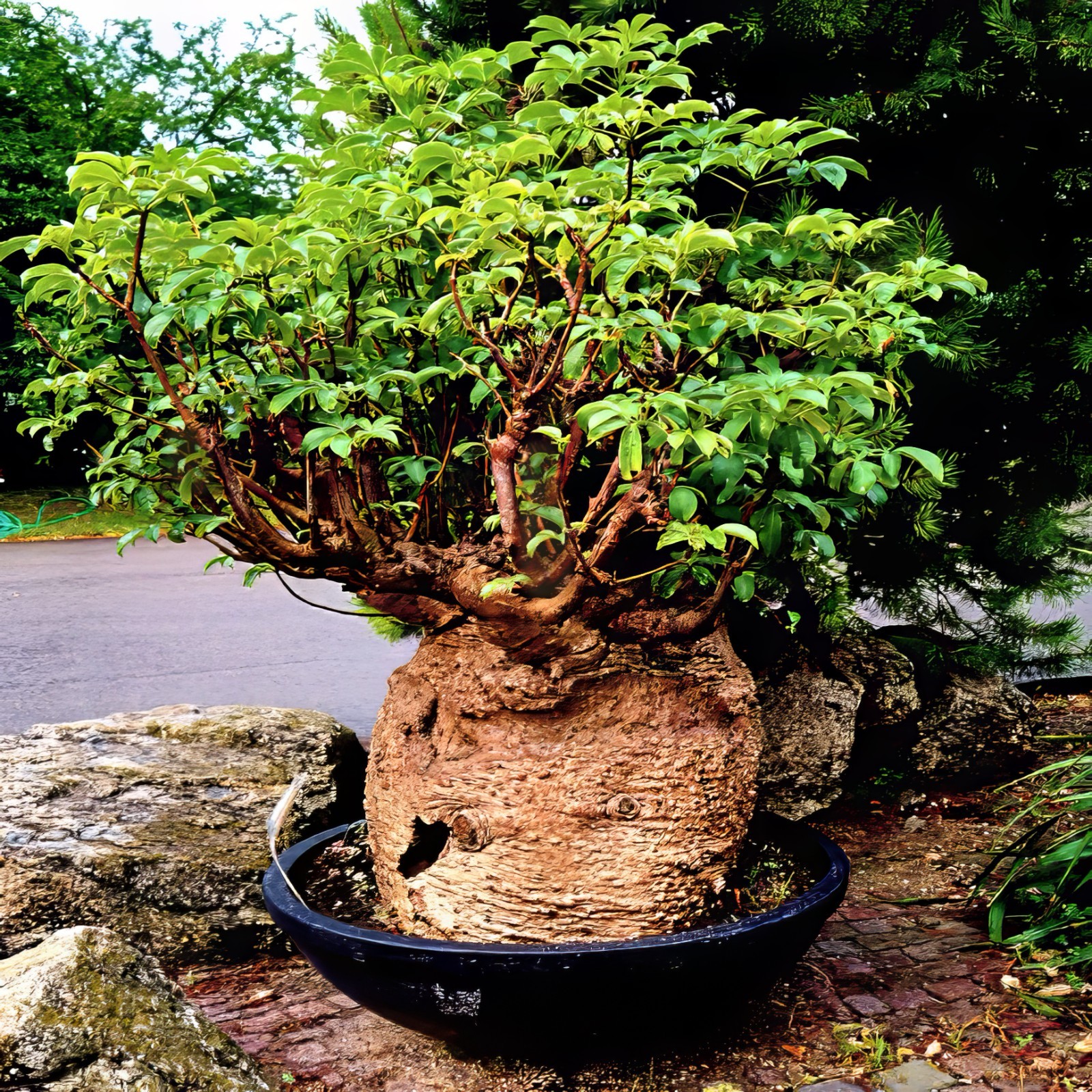 5 Baobab Seeds Adansonia digitata “Tree of Life” Rare Monkey Bread Bonsai Plant