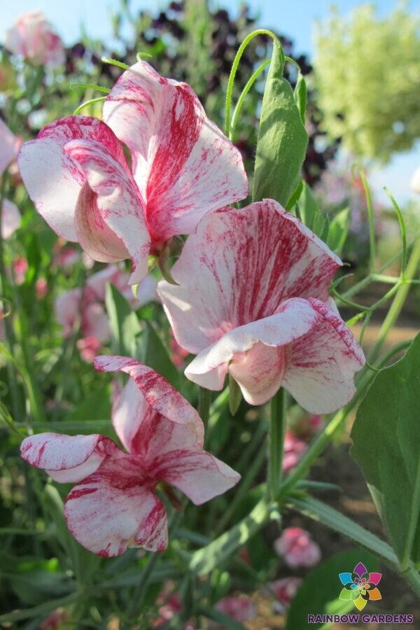 50+ Turral’s America (formerly America) Sweet Pea Seeds – FREE SHIPPING!