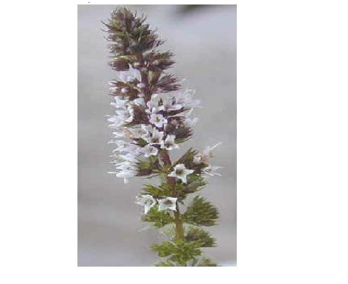 Chocolate Mint Herb Plant 25 Seeds USA Seller USA Seller Home Grown