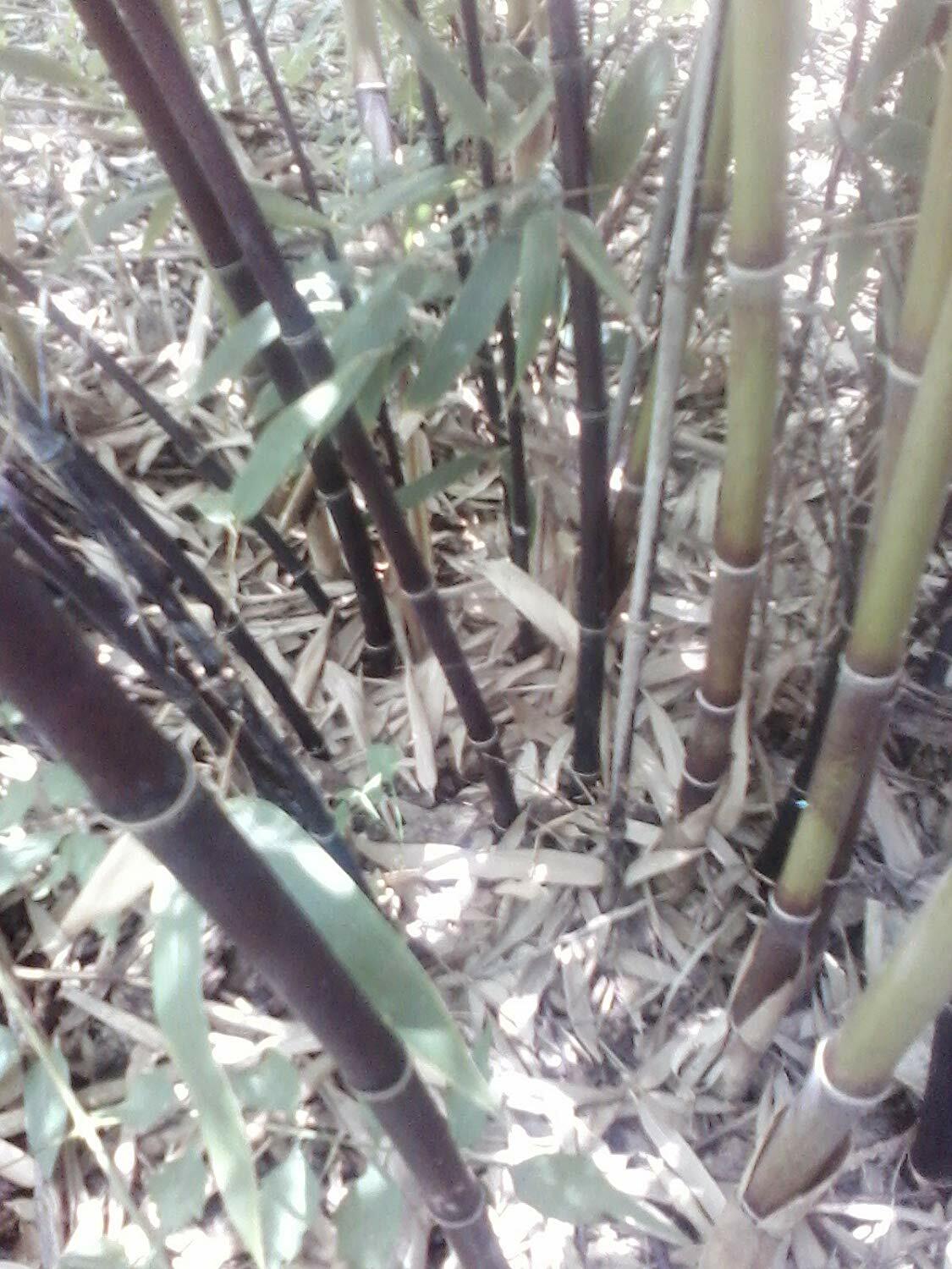1 foot Phyllostachys nigra BLACK BAMBOO PLANT RHIZOME