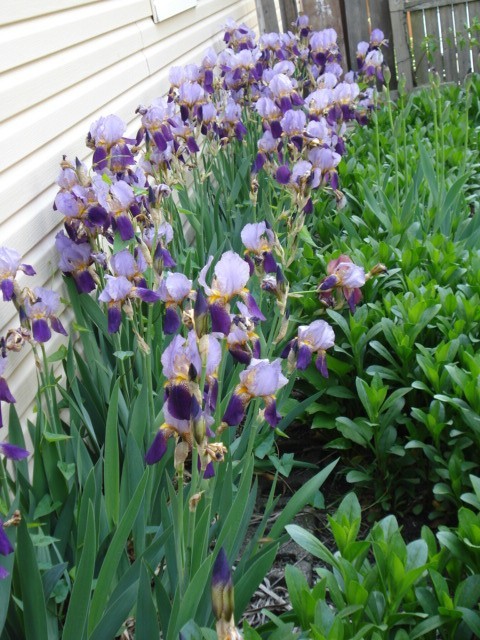 5 Historic Iris Plants – Alzacar (Vimorin) TB 1910- Very Fregrant 30-36″ Tall